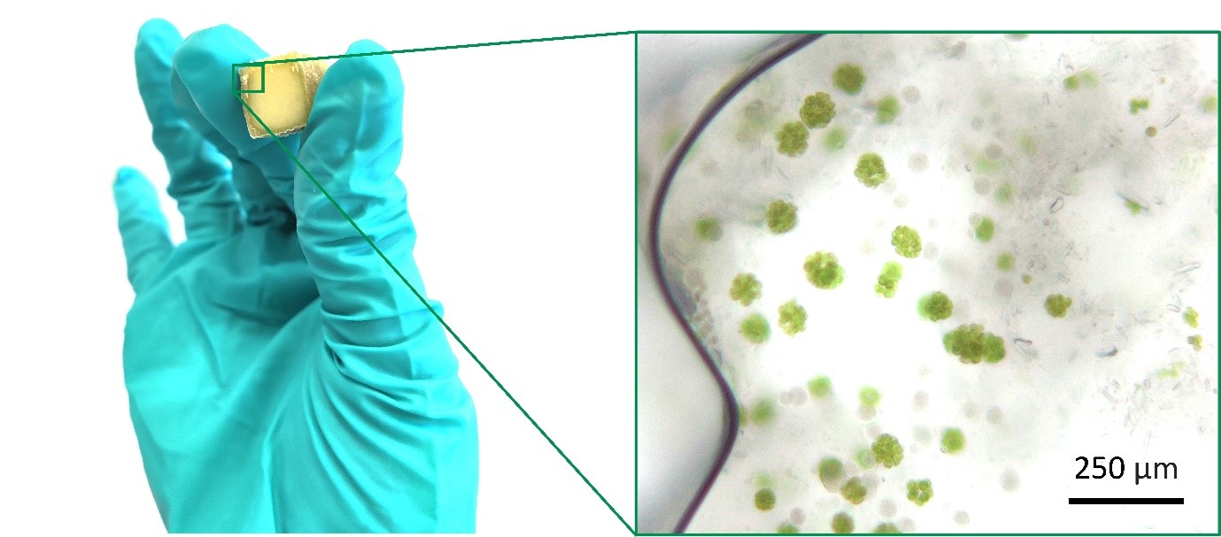 How can living materials from algae absorb carbon better?
